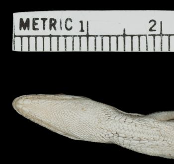 Media type: image;   Herpetology R-143797 Aspect: head ventral